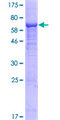IFI44L Protein - 12.5% SDS-PAGE of human IFI44L stained with Coomassie Blue
