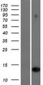 IFI6 / G1P3 Protein - Western validation with an anti-DDK antibody * L: Control HEK293 lysate R: Over-expression lysate