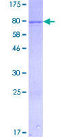 IFIT1 / ISG56 Protein - 12.5% SDS-PAGE of human IFIT1 stained with Coomassie Blue