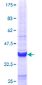 IFIT1 / ISG56 Protein - 12.5% SDS-PAGE Stained with Coomassie Blue.