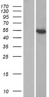IFIT1B Protein - Western validation with an anti-DDK antibody * L: Control HEK293 lysate R: Over-expression lysate