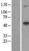IFIT3 Protein - Western validation with an anti-DDK antibody * L: Control HEK293 lysate R: Over-expression lysate