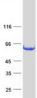 IFIT3 Protein - Purified recombinant protein IFIT3 was analyzed by SDS-PAGE gel and Coomassie Blue Staining