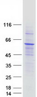 IFIT5 Protein - Purified recombinant protein IFIT5 was analyzed by SDS-PAGE gel and Coomassie Blue Staining