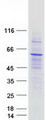 IFIT5 Protein - Purified recombinant protein IFIT5 was analyzed by SDS-PAGE gel and Coomassie Blue Staining