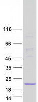 IFITM10 Protein - Purified recombinant protein IFITM10 was analyzed by SDS-PAGE gel and Coomassie Blue Staining