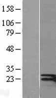 IFN Gamma / Interferon Gamma Protein - Western validation with an anti-DDK antibody * L: Control HEK293 lysate R: Over-expression lysate