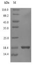 IFN Gamma / Interferon Gamma Protein - (Tris-Glycine gel) Discontinuous SDS-PAGE (reduced) with 5% enrichment gel and 15% separation gel.