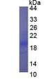 IFN Gamma / Interferon Gamma Protein - Eukaryotic Interferon Gamma By SDS-PAGE