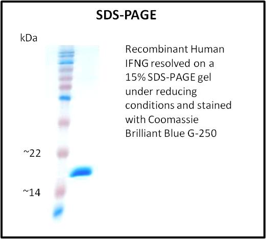 IFN Gamma / Interferon Gamma Protein