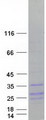 IFN Gamma / Interferon Gamma Protein - Purified recombinant protein IFNG was analyzed by SDS-PAGE gel and Coomassie Blue Staining