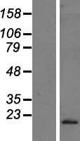 IFNA10 / Interferon Alpha 10 Protein - Western validation with an anti-DDK antibody * L: Control HEK293 lysate R: Over-expression lysate