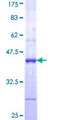 IFNA13 Protein - 12.5% SDS-PAGE Stained with Coomassie Blue.