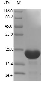 IFNA14 / Interferon Alpha 14 Protein - (Tris-Glycine gel) Discontinuous SDS-PAGE (reduced) with 5% enrichment gel and 15% separation gel.