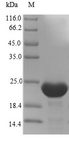 IFNA14 / Interferon Alpha 14 Protein - (Tris-Glycine gel) Discontinuous SDS-PAGE (reduced) with 5% enrichment gel and 15% separation gel.