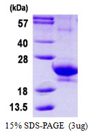 IFNA14 / Interferon Alpha 14 Protein
