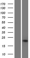 IFNA16 / Interferon Alpha 16 Protein - Western validation with an anti-DDK antibody * L: Control HEK293 lysate R: Over-expression lysate