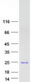 IFNA17 / Interferon Alpha 17 Protein - Purified recombinant protein IFNA17 was analyzed by SDS-PAGE gel and Coomassie Blue Staining