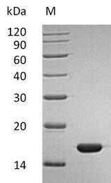 IFNA2 / Interferon Alpha 2 Protein - (Tris-Glycine gel) Discontinuous SDS-PAGE (reduced) with 5% enrichment gel and 15% separation gel.