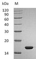IFNA2 / Interferon Alpha 2 Protein - (Tris-Glycine gel) Discontinuous SDS-PAGE (reduced) with 5% enrichment gel and 15% separation gel.