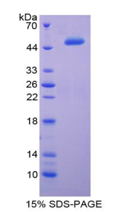 IFNA2 / Interferon Alpha 2 Protein - Recombinant Interferon Alpha 2 By SDS-PAGE