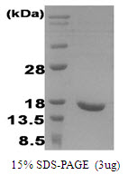 IFNA2 / Interferon Alpha 2 Protein