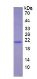 IFNA5 / Interferon Alpha 5 Protein - Eukaryotic Interferon Alpha 5 By SDS-PAGE