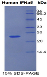 IFNA5 / Interferon Alpha 5 Protein - Recombinant Interferon Alpha 5 By SDS-PAGE