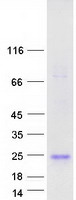 IFNA5 / Interferon Alpha 5 Protein - Purified recombinant protein IFNA5 was analyzed by SDS-PAGE gel and Coomassie Blue Staining