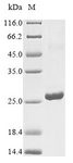 IFNA6 / Interferon Alpha 6 Protein - (Tris-Glycine gel) Discontinuous SDS-PAGE (reduced) with 5% enrichment gel and 15% separation gel.