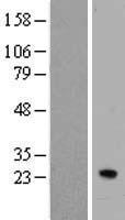 IFNA7 / Interferon Alpha 7 Protein - Western validation with an anti-DDK antibody * L: Control HEK293 lysate R: Over-expression lysate