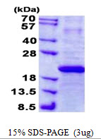IFNA7 / Interferon Alpha 7 Protein