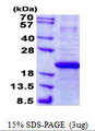 IFNA7 / Interferon Alpha 7 Protein