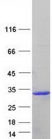 IFNA8 / Interferon Alpha 8 Protein - Purified recombinant protein IFNA8 was analyzed by SDS-PAGE gel and Coomassie Blue Staining