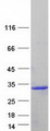 IFNA8 / Interferon Alpha 8 Protein - Purified recombinant protein IFNA8 was analyzed by SDS-PAGE gel and Coomassie Blue Staining