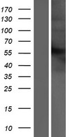 IFNAR2 Protein - Western validation with an anti-DDK antibody * L: Control HEK293 lysate R: Over-expression lysate