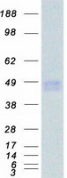 IFNGR2 Protein - Purified recombinant protein IFNGR2 was analyzed by SDS-PAGE gel and Coomassie Blue Staining