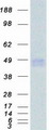 IFNGR2 Protein - Purified recombinant protein IFNGR2 was analyzed by SDS-PAGE gel and Coomassie Blue Staining