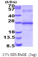 IFNL1 / IL29 Protein