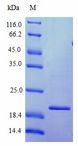 IFNW1 Protein