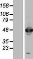 IFRD1 / TIS7 Protein - Western validation with an anti-DDK antibody * L: Control HEK293 lysate R: Over-expression lysate