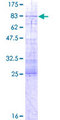 IFRD1 / TIS7 Protein - 12.5% SDS-PAGE of human IFRD1 stained with Coomassie Blue