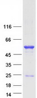 IFRD1 / TIS7 Protein - Purified recombinant protein IFRD1 was analyzed by SDS-PAGE gel and Coomassie Blue Staining