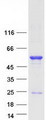 IFRD1 / TIS7 Protein - Purified recombinant protein IFRD1 was analyzed by SDS-PAGE gel and Coomassie Blue Staining