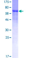 IFRD2 Protein - 12.5% SDS-PAGE of human IFRD2 stained with Coomassie Blue