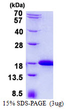 IFT20 Protein