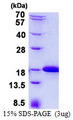 IFT20 Protein