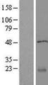 IFT22 / RABL5 Protein - Western validation with an anti-DDK antibody * L: Control HEK293 lysate R: Over-expression lysate