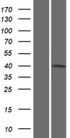 IFT46 Protein - Western validation with an anti-DDK antibody * L: Control HEK293 lysate R: Over-expression lysate