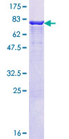 IFT57 / HIPPI Protein - 12.5% SDS-PAGE of human IFT57 stained with Coomassie Blue